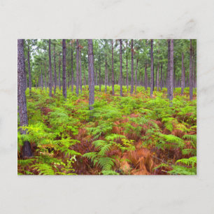 Adelaarsvaren (Pteridium Aquilinum) in groei Briefkaart