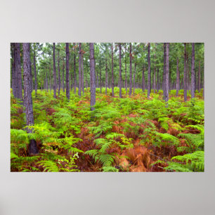 Adelaarsvaren (Pteridium Aquilinum) in groei Poster