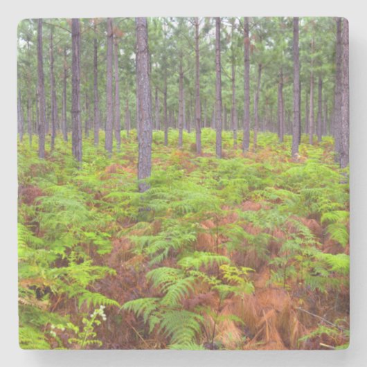 Adelaarsvaren (Pteridium Aquilinum) in groei Stenen Onderzetter (Voorkant)