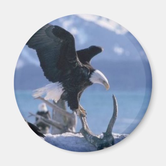 Adelaarsvlieg2 Magneet (Voorkant)