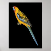 Adelaide Rosella - Platycerus elegans adelaidae Poster (Voorkant)