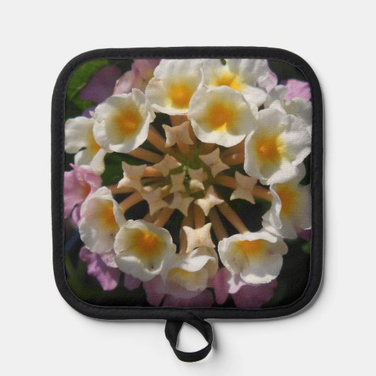 Adelaparre Pannenlap (Voorkant)