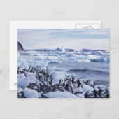 Adeliae van Pygoscelis van de Pinguïnen van Briefkaart (Voorkant / Achterkant)