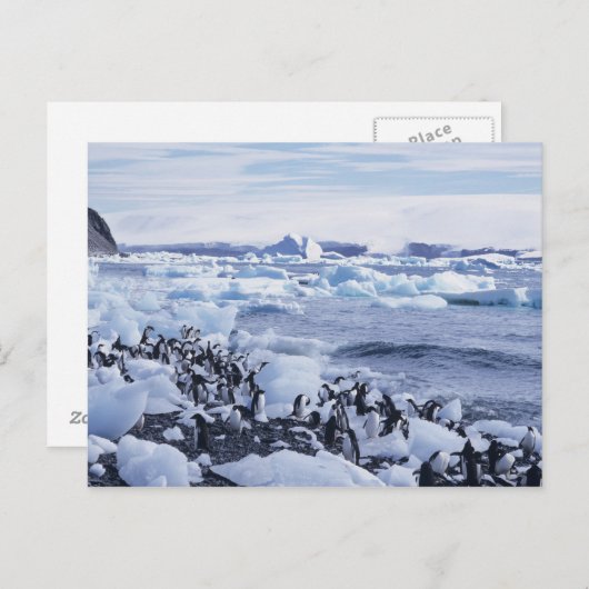 Adeliae van Pygoscelis van de Pinguïnen van Briefkaart (Voorkant / Achterkant)