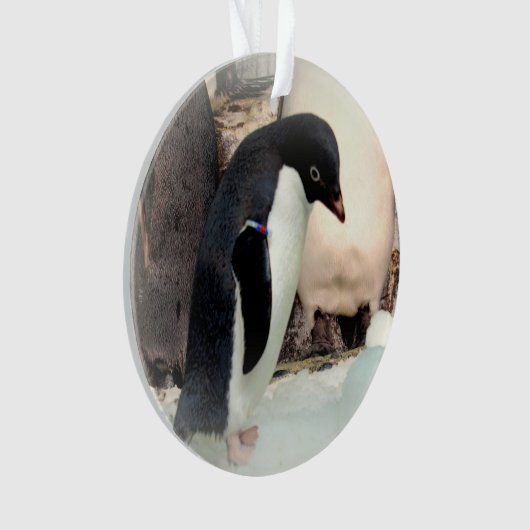 Adelie Penguin - Acrylhoudend Ornament (voorkant)