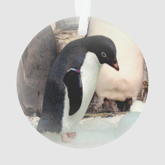 Adelie Penguin - Acrylhoudend Ornament (achterkant)
