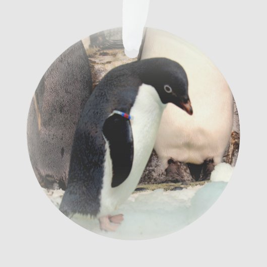 Adelie Penguin - Acrylhoudend Ornament (voorkant)