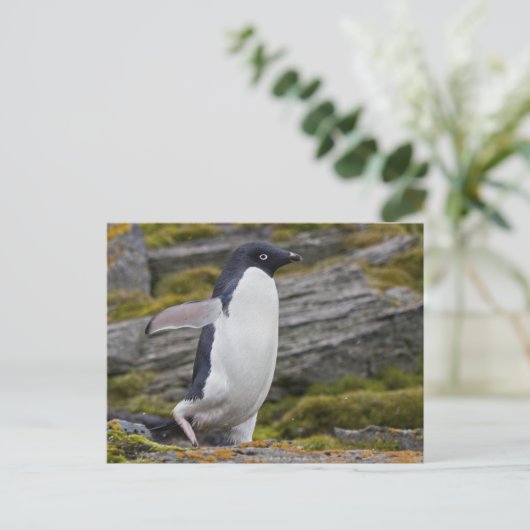 Adelie Penguin Briefkaart (Staand voorkant)
