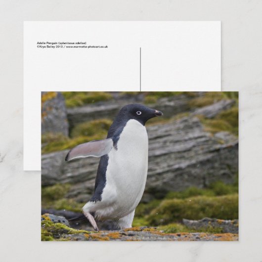 Adelie Penguin Briefkaart (Voorkant / Achterkant)