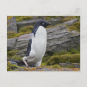 Adelie Penguin Briefkaart (Voorkant)
