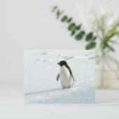Adelie Penguin Briefkaart (Staand voorkant)