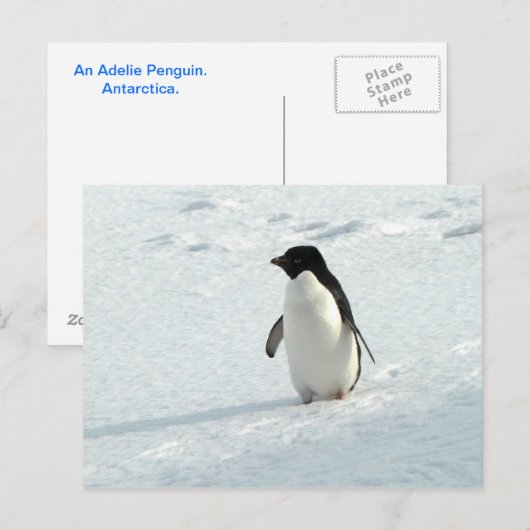 Adelie Penguin Briefkaart (Voorkant / Achterkant)