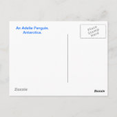 Adelie Penguin Briefkaart (Achterkant)