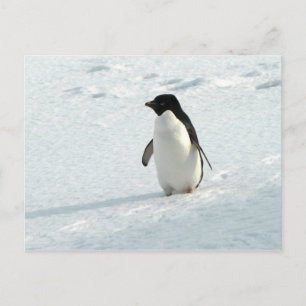 Adelie Penguin Briefkaart