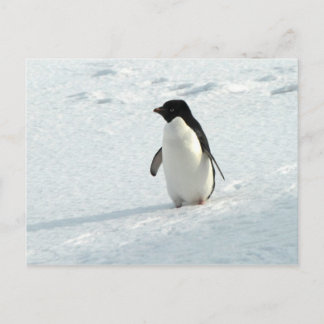 Adelie Penguin Briefkaart