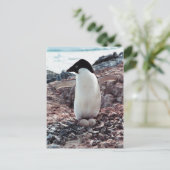 Adelie Penguin Nest Briefkaart (Staand voorkant)