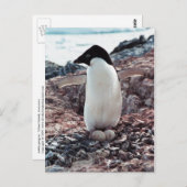 Adelie Penguin Nest Briefkaart (Voorkant / Achterkant)