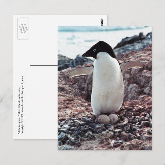 Adelie Penguin Nest Briefkaart (Voorkant / Achterkant)