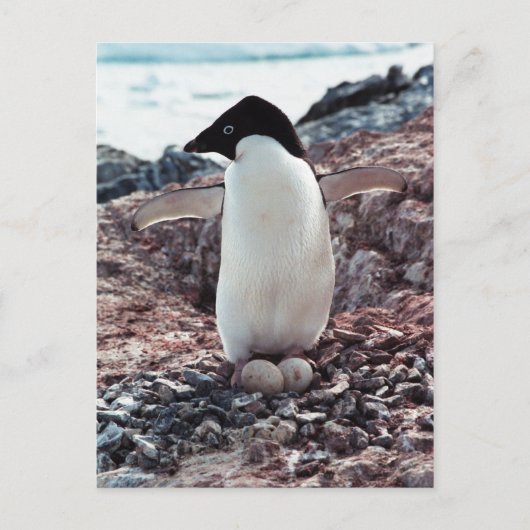Adelie Penguin Nest Briefkaart (Voorkant)