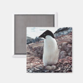 Adelie Penguin Nest Magnet (Voorkant / Achterkant)