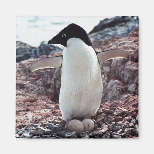 Adelie Penguin Nest Magnet (Voorkant)