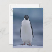 Adelie Penguin over ijs Briefkaart (Voorkant / Achterkant)