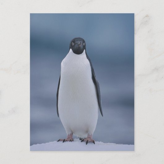 Adelie Penguin over ijs Briefkaart (Voorkant)
