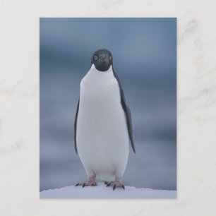 Adelie Penguin over ijs Briefkaart