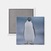 Adelie Penguin over ijs Magneet (Voorkant / Achterkant)