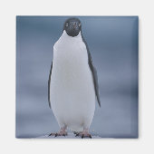 Adelie Penguin over ijs Magneet (Voorkant)