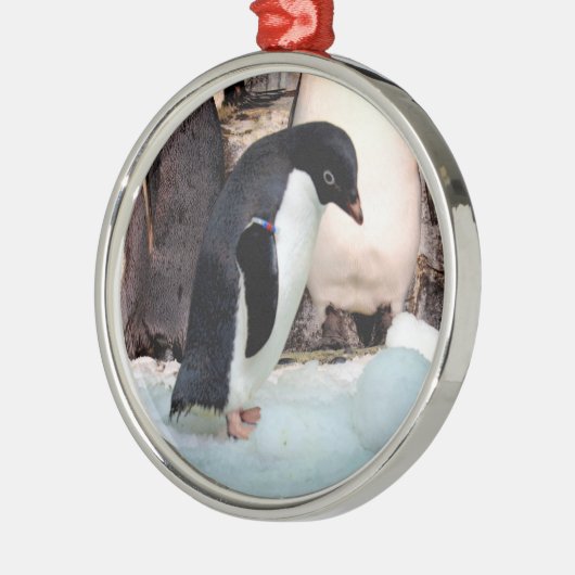 Adelie Penguin Preimium Ornament (Links)