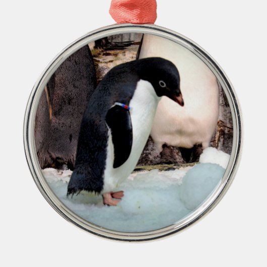 Adelie Penguin Preimium Ornament (Voorkant)