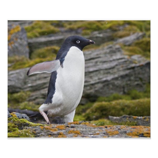 Adelie Penguin Print Foto Afdruk (Voorkant)
