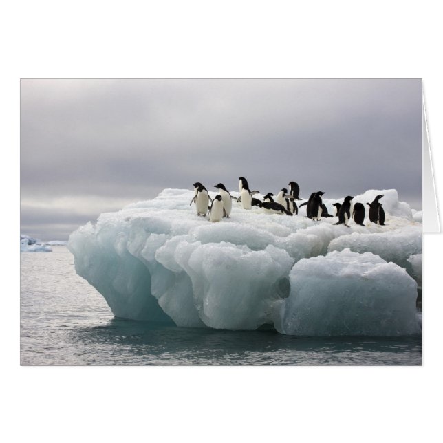 Adelie Penguin Pygoscelis adeliae), (Voorkant Horizontaal)