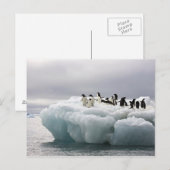 Adelie Penguin Pygoscelis adeliae), Briefkaart (Voorkant / Achterkant)