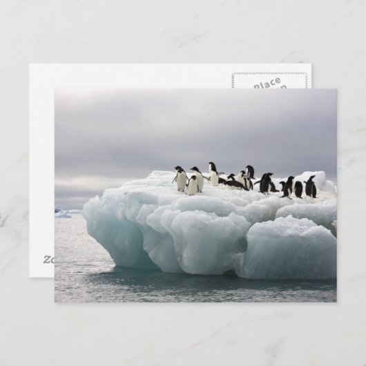 Adelie Penguin Pygoscelis adeliae), Briefkaart (Voorkant / Achterkant)