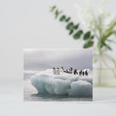 Adelie Penguin Pygoscelis adeliae), Briefkaart (Staand voorkant)