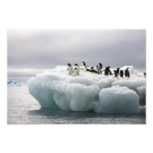 Adelie Penguin Pygoscelis adeliae), Foto Afdruk