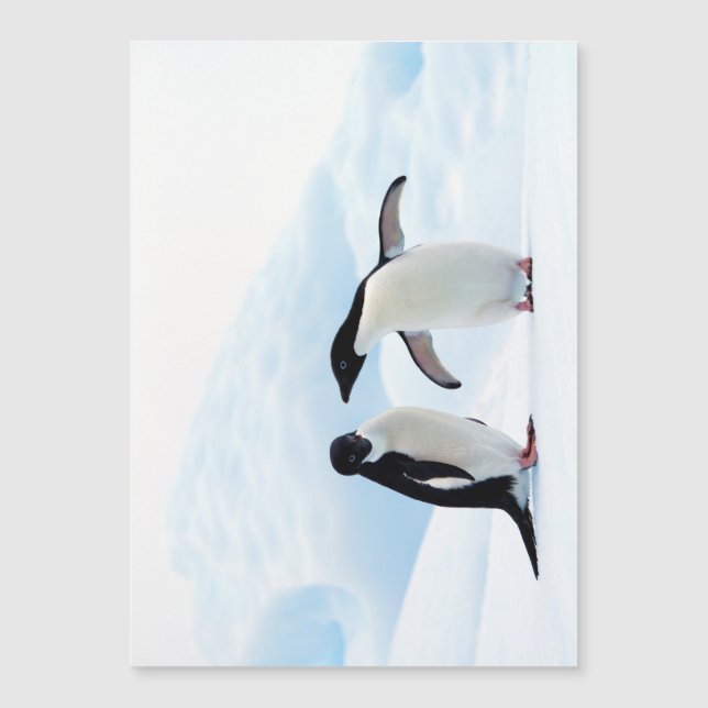 Adelie Penguins (Voorkant)