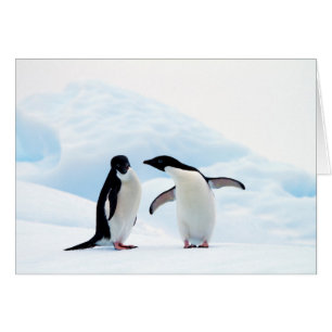 Adelie Penguins