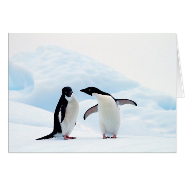 Adelie Penguins (Voorkant Horizontaal)