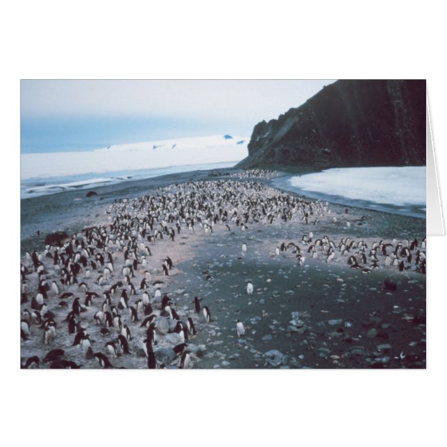 Adelie Penguins (Voorkant Horizontaal)