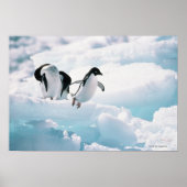 Adelie Penguins | Antarctica Poster (Voorkant)