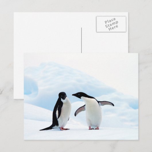 Adelie Penguins Briefkaart (Voorkant / Achterkant)