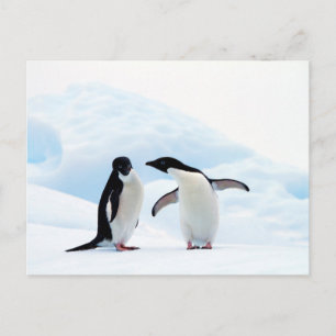 Adelie Penguins Briefkaart