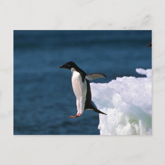 Adelie Penguins die uit een ijsberg komen Briefkaart (Voorkant)