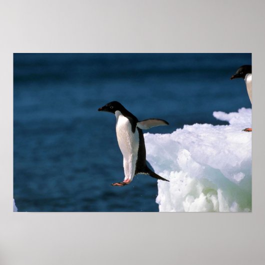 Adelie Penguins die uit een ijsberg komen Poster (Voorkant)