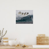 Adelie Penguins diving into sea Paulette Poster (Keuken)