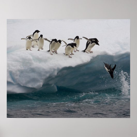 Adelie Penguins diving into sea Paulette Poster (Voorkant)