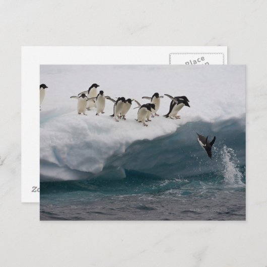 Adelie Penguins duikt in zee Paulette Briefkaart (Voorkant / Achterkant)